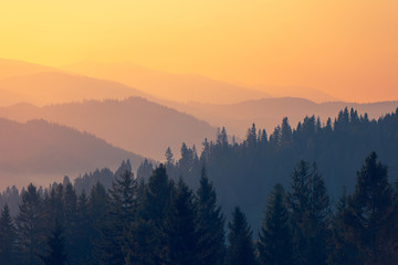 中国的国蝶是什么-